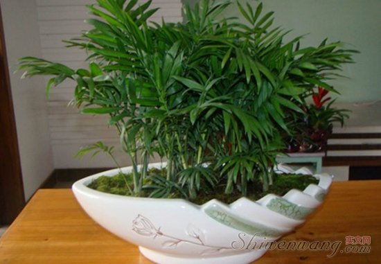 盆栽袖珍椰子