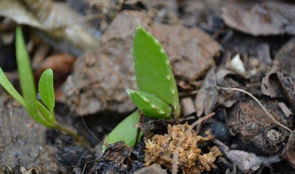 芦荟怎么移植