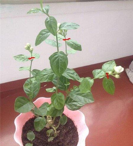 摘掉茉莉花柄 摘掉茉莉花柄