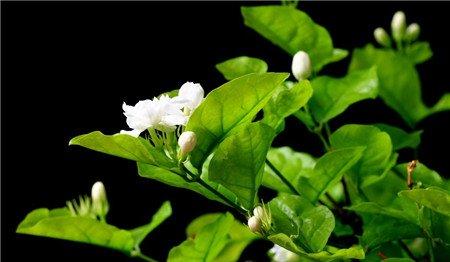 茉莉花 茉莉花