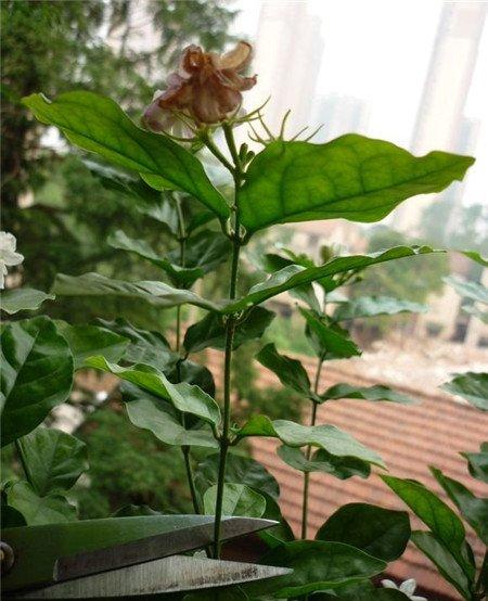 剪掉茉莉花花枝 剪掉茉莉花花枝