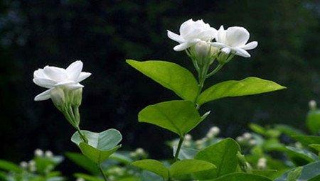 茉莉 茉莉