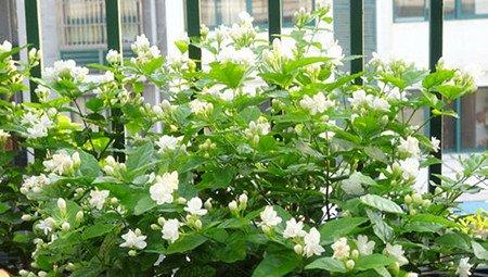 花开茉莉 花开茉莉