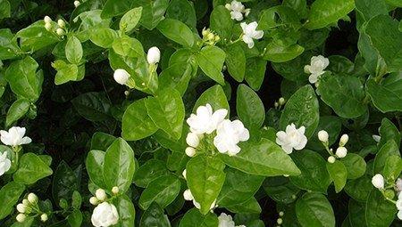 繁花 繁花