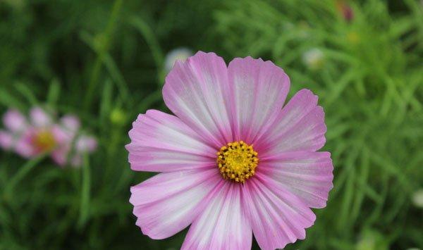 格桑花的养护 格桑花的养护