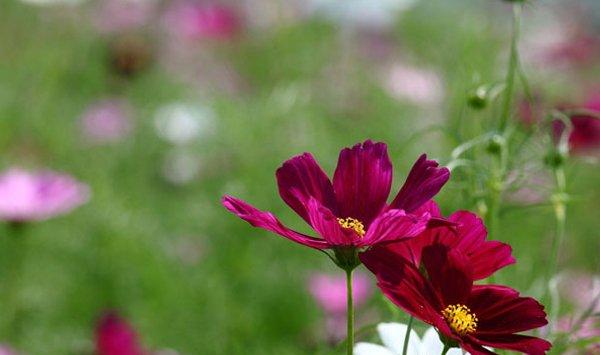 格桑花怎么种