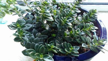 室内盆栽金鱼吊兰