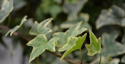 常春藤浇水：根据季节