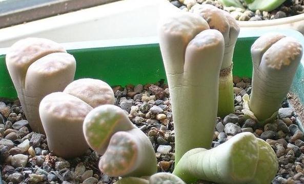 生石花徒长原因:浇水方式 生石花徒长原因:浇水方式