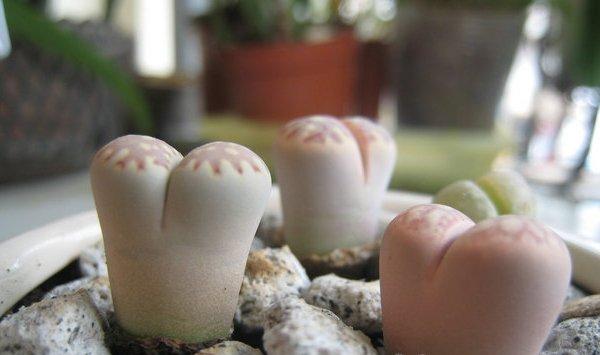 生石花徒长怎么办