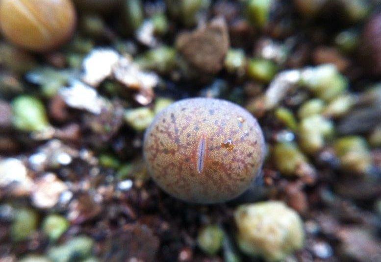 生石花浇水:秋季加强浇水 生石花浇水:秋季加强浇水