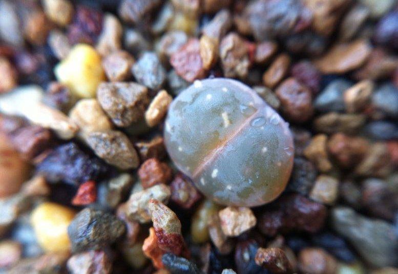 生石花浇水:冬春盆土要湿润 生石花浇水:冬春盆土要湿润
