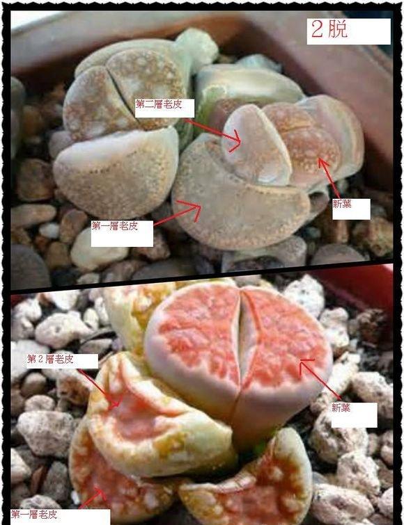 生石花2脱 生石花2脱