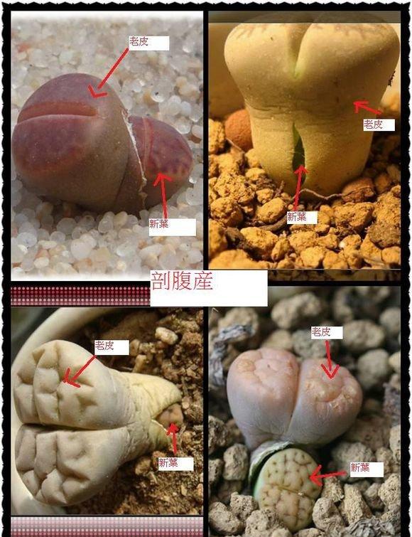 生石花剖腹产 生石花剖腹产