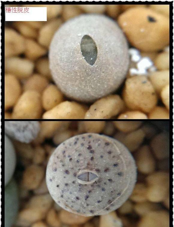 生石花稳性脱皮 生石花稳性脱皮