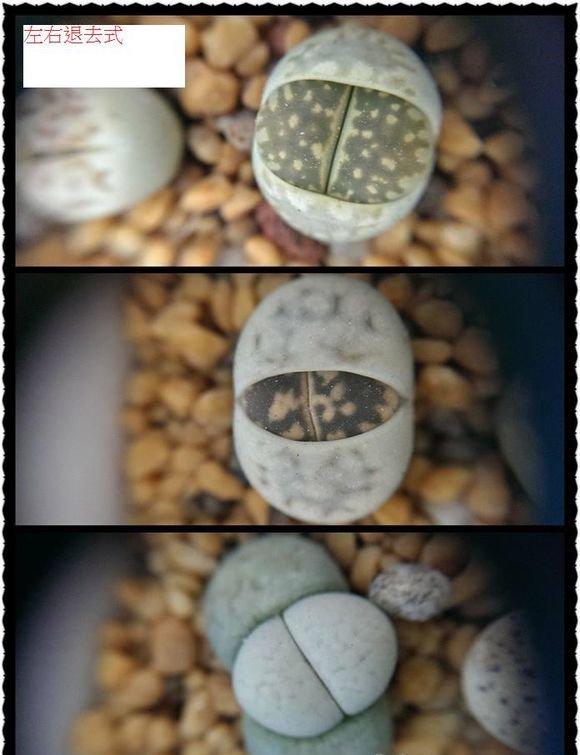 生石花左右退去式 生石花左右退去式