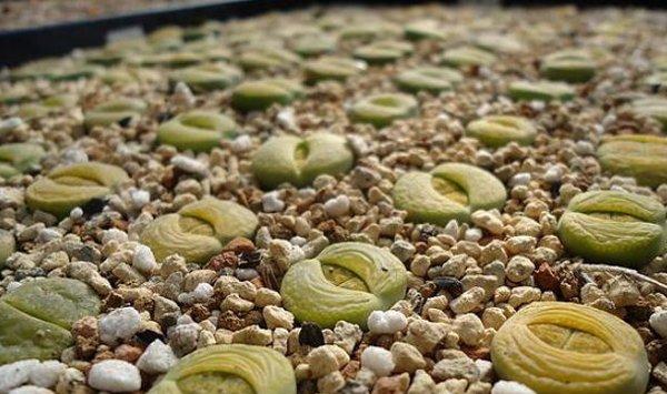 生石花的蜕皮过程