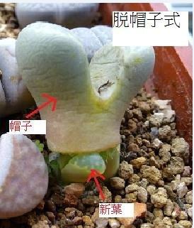 生石花脱帽子式 生石花脱帽子式