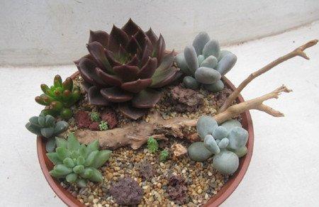 黑王子组盆