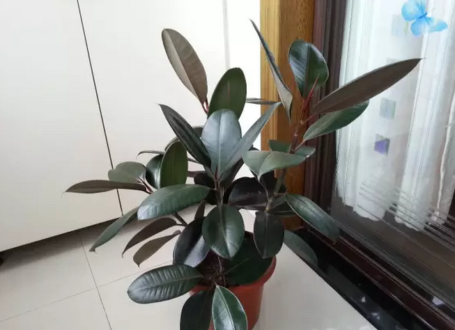 橡皮树