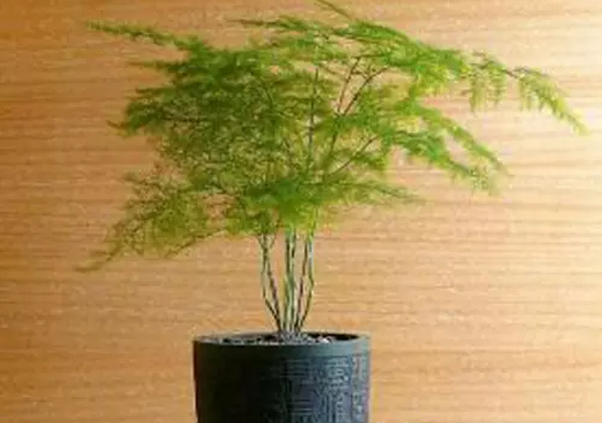 文竹