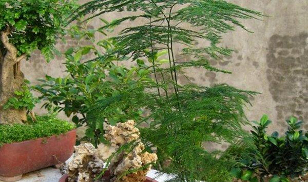 那些好养的花花草草，为什么还是养不活？