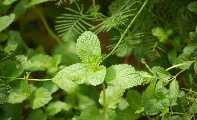 薄荷
