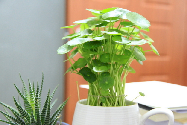 铜钱草