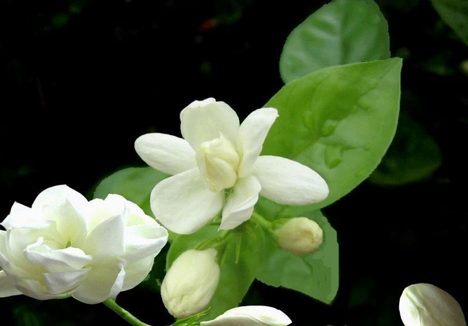 茉莉