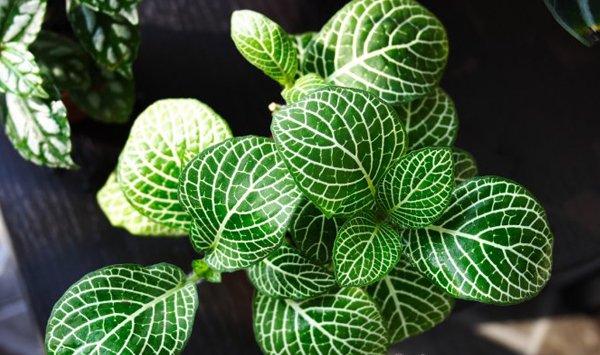 冷水花的繁殖方法