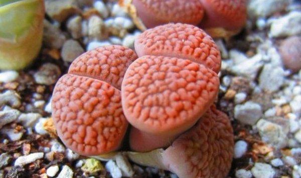 生石花春天怎么养