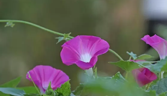 牵牛花
