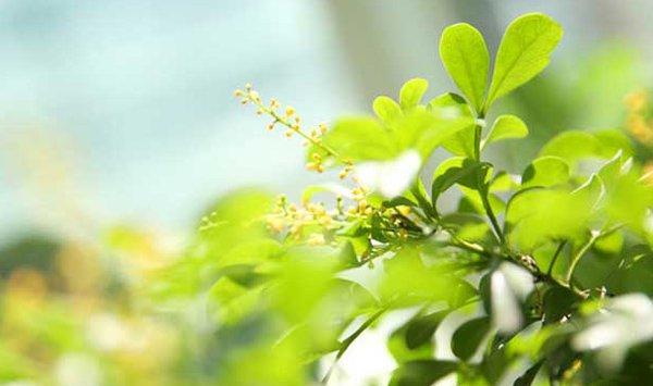 米兰花怎么养