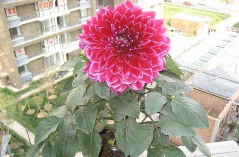 大丽花