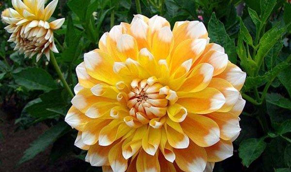 怎么使大丽花矮化