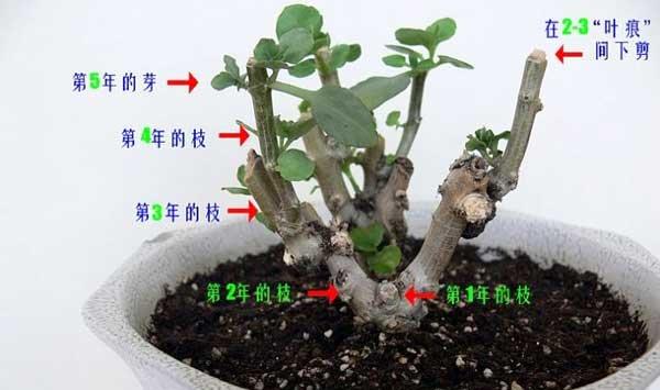 多年生长寿花的矫形方法 多年生长寿花的矫形方法