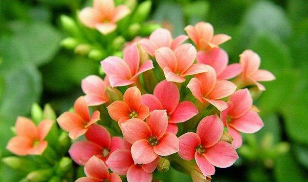 长寿花有毒吗
