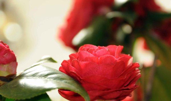 怎么正确给花浇水