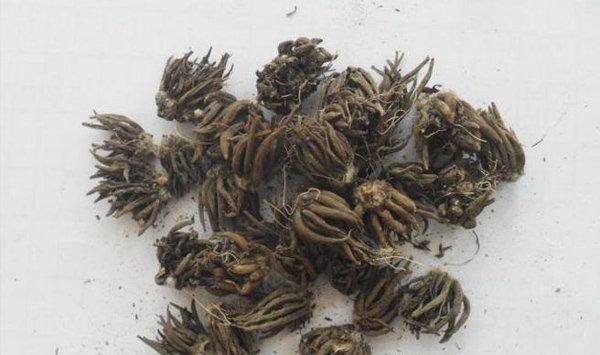 花毛茛的催芽方法
