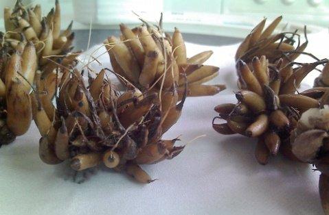花毛茛准备阶段