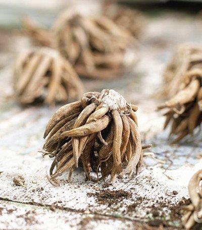 花毛茛吸水阶段