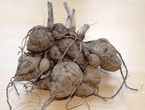 花毛茛块根的贮存方法