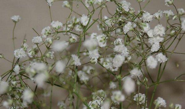 怎么调控满天星的花期
