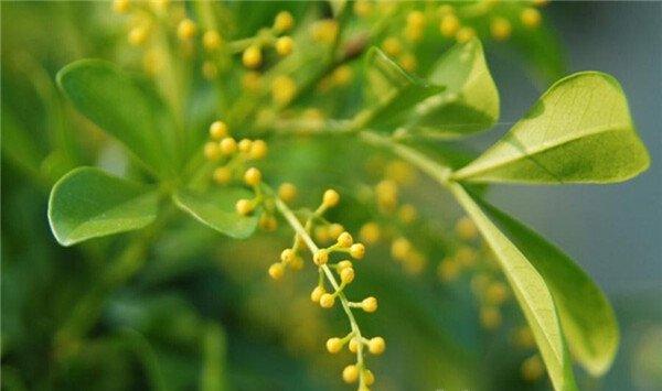 米兰花怎么换盆
