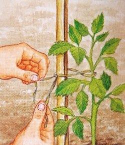 固定支架 固定支架