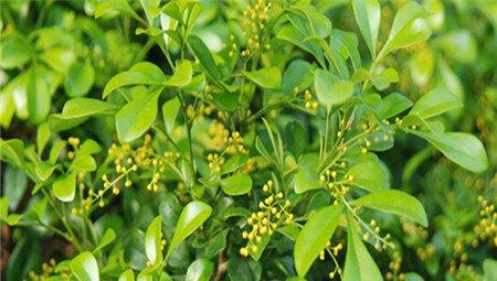 米兰花冬季养护:适当浇水 米兰花冬季养护:适当浇水