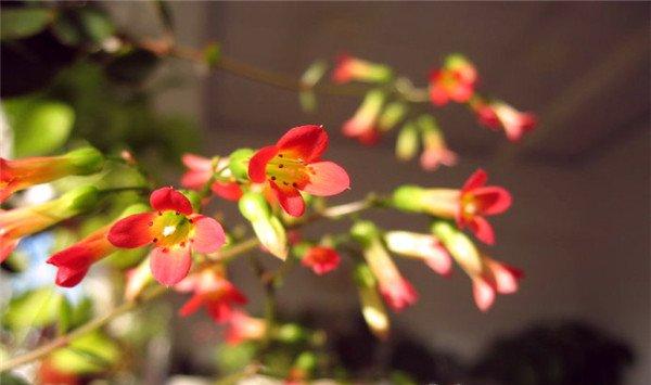 宫灯长寿花夏天怎么养