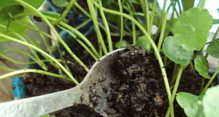 用勺子给铜钱草施肥 用勺子给铜钱草施肥