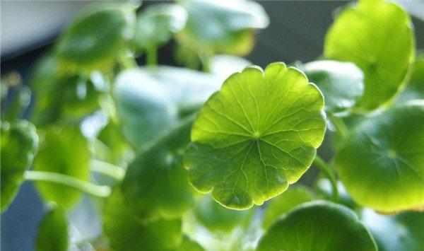 铜钱草怎么施肥
