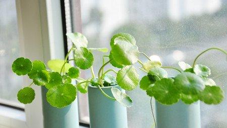 分株 分株